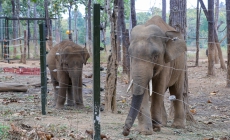 Mục kích những chú voi con hiếm hoi còn lại ở Đắk Lắk
