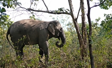 Mô hình du lịch thân thiện, góp phần bảo tồn voi nhà tại Đắk Lắk