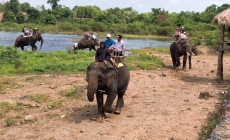 AAF hỗ trợ Đắk Lắk 2 triệu USD để chấm dứt cưỡi voi