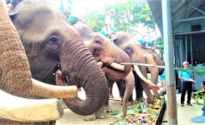 Viện trợ hơn 55 tỷ đồng để chấm dứt du lịch cưỡi voi