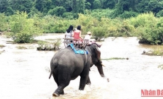 Đắk Lắk chuyển đổi mô hình du lịch cưỡi voi sang mô hình du lịch thân thiện với voi