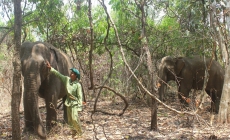 Đi du lịch Đắk Lắk hãy ngắm voi thay vì cưỡi voi