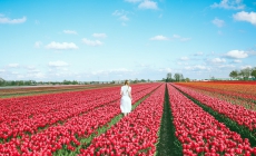 Tour du lịch châu Âu lễ hội hoa Tulip có gì đặc biệt?