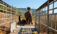 Mô hình du lịch thân thiện tại Vườn quốc gia Yok Đôn tiếp nhận 2 cá thể voi nhà