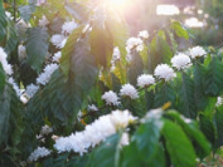 Mê mẩn mùa hoa cà phê nở trắng trời, thơm nức ở Tây Nguyên