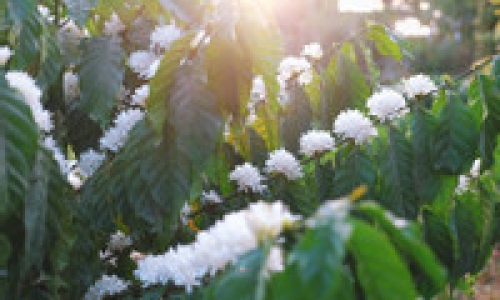 Mê mẩn mùa hoa cà phê nở trắng trời, thơm nức ở Tây Nguyên