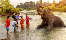 Dàn voi tập duyệt cho Lễ hội cà phê Đắk Lắk