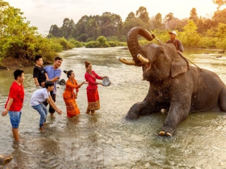 Dàn voi tập duyệt cho Lễ hội cà phê Đắk Lắk